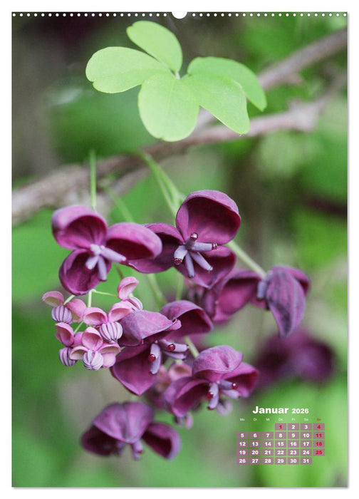 Es rankt, klettert und blüht (CALVENDO Wandkalender 2026)