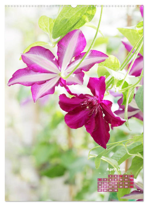 Es rankt, klettert und blüht (CALVENDO Wandkalender 2026)