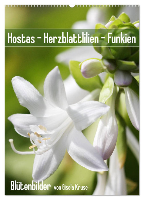 Hostas Herzblattlilien Funkien (CALVENDO Wandkalender 2026)
