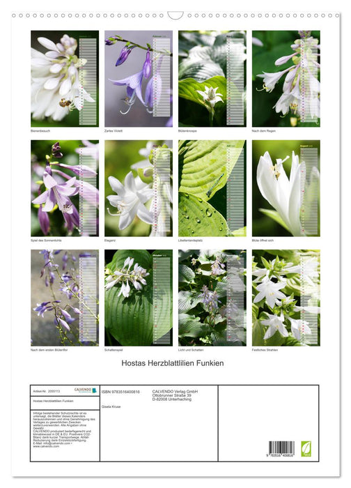Hostas Herzblattlilien Funkien (CALVENDO Wandkalender 2026)
