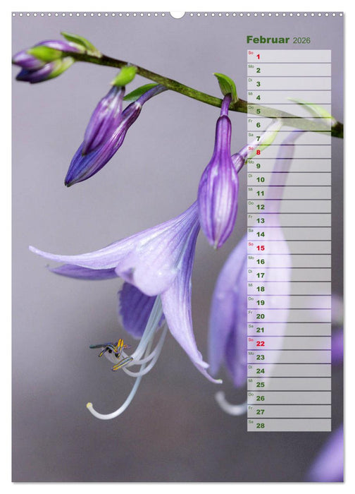 Hostas Herzblattlilien Funkien (CALVENDO Wandkalender 2026)