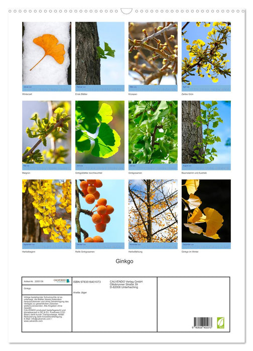 Ginkgo (CALVENDO Wandkalender 2026)
