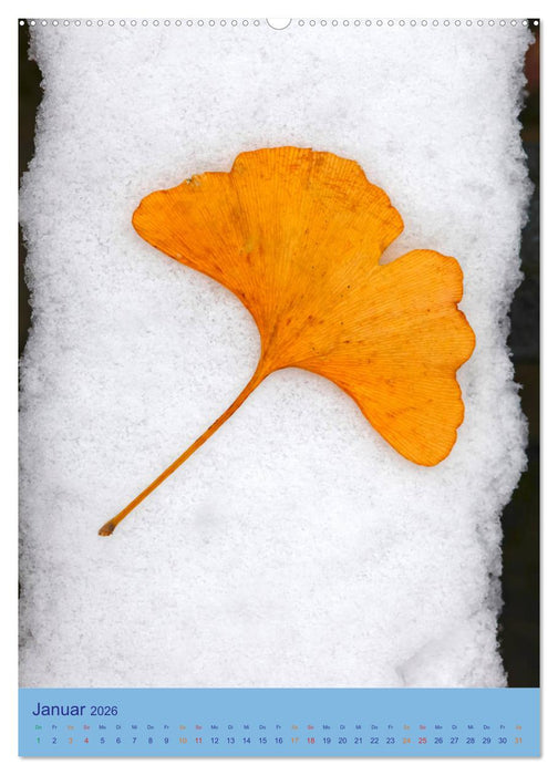 Ginkgo (CALVENDO Wandkalender 2026)