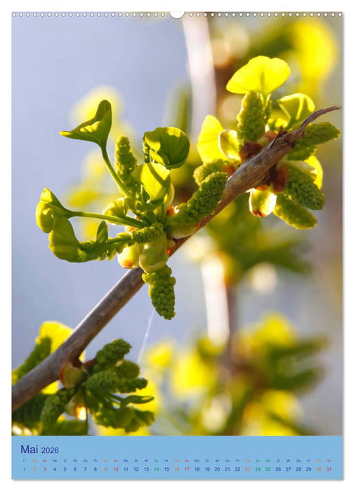 Ginkgo (CALVENDO Wandkalender 2026)