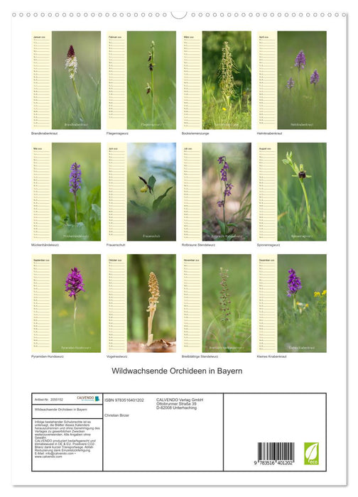 Wildwachsende Orchideen in Bayern (CALVENDO Premium Wandkalender 2026)