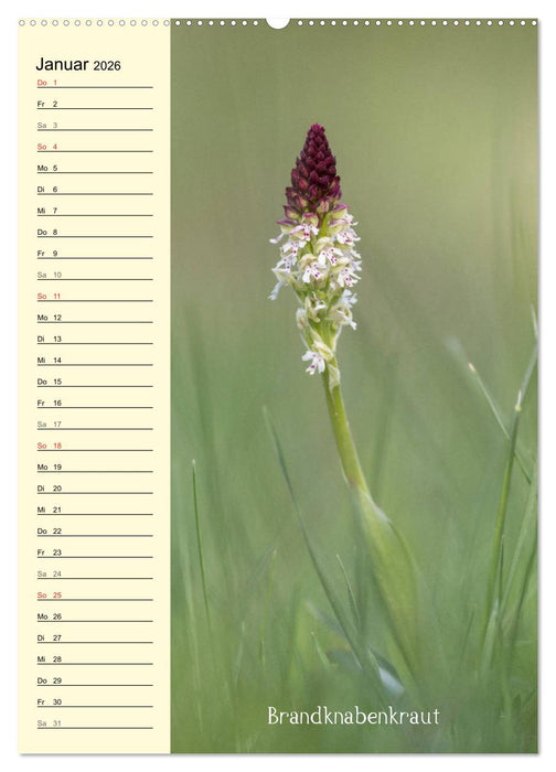 Wildwachsende Orchideen in Bayern (CALVENDO Premium Wandkalender 2026)