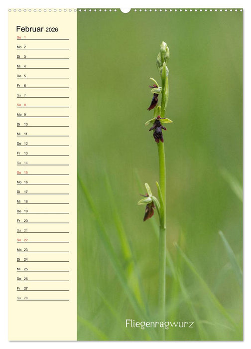 Wildwachsende Orchideen in Bayern (CALVENDO Premium Wandkalender 2026)