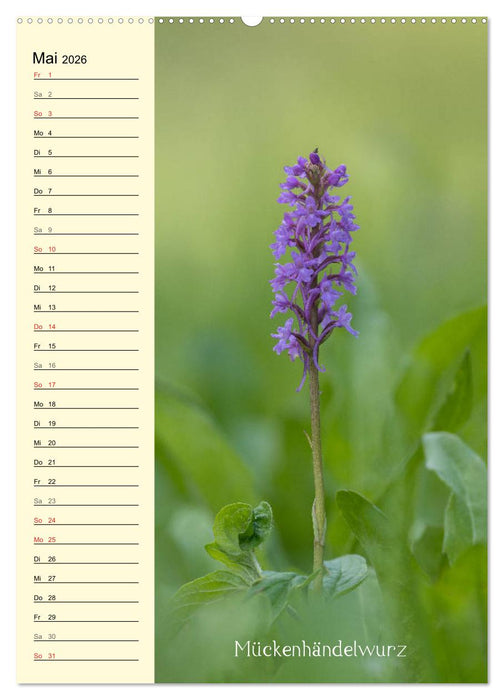 Wildwachsende Orchideen in Bayern (CALVENDO Premium Wandkalender 2026)