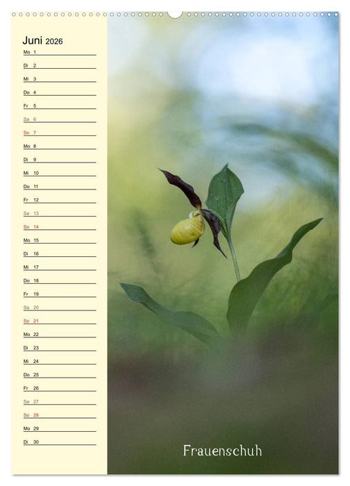 Wildwachsende Orchideen in Bayern (CALVENDO Premium Wandkalender 2026)