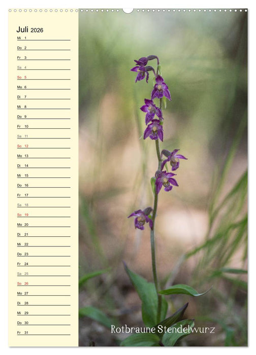 Wildwachsende Orchideen in Bayern (CALVENDO Premium Wandkalender 2026)