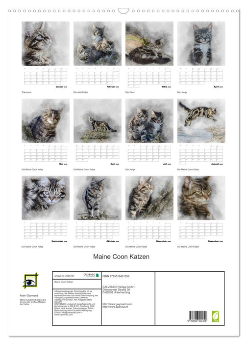 Maine Coon Katzen (CALVENDO Wandkalender 2026)