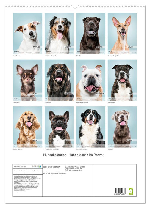 Hundekalender - Hunderassen im Portrait (CALVENDO Wandkalender 2026)