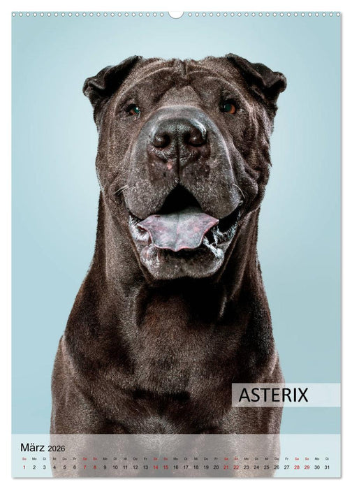 Hundekalender - Hunderassen im Portrait (CALVENDO Wandkalender 2026)