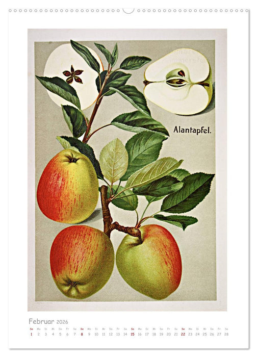 Äpfel/Appels. Alte ostfriesische Sorten (CALVENDO Premium Wandkalender 2026)