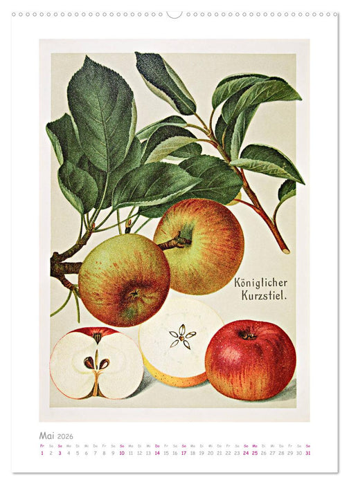 Äpfel/Appels. Alte ostfriesische Sorten (CALVENDO Premium Wandkalender 2026)