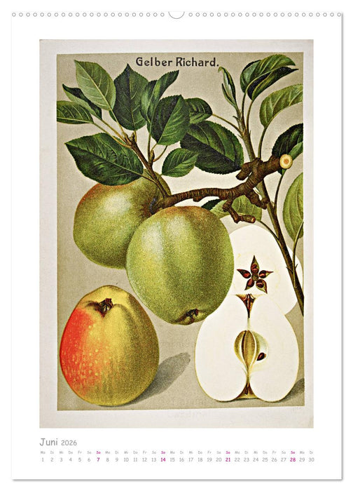 Äpfel/Appels. Alte ostfriesische Sorten (CALVENDO Premium Wandkalender 2026)