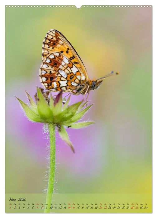 Kunterbuntes Gartenleben - Schmetterlinge in Gärten und Parks (CALVENDO Premium Wandkalender 2026)