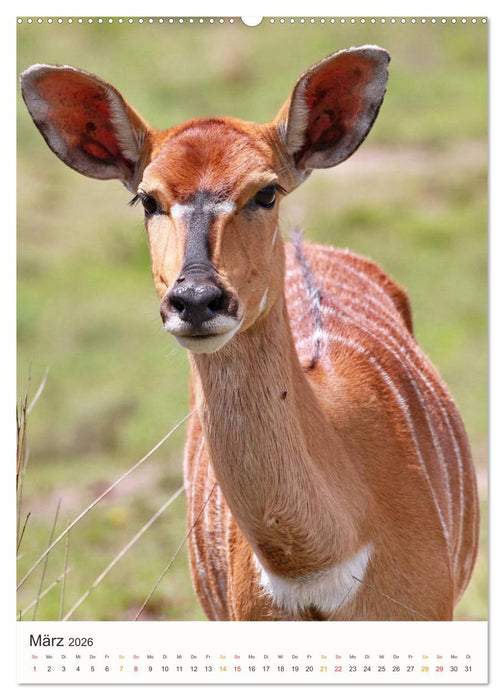 FAZINATION AFRIKA TIER PORTRAITS (CALVENDO Premium Wandkalender 2026)