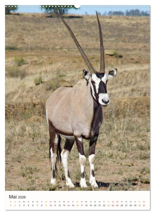 FAZINATION AFRIKA TIER PORTRAITS (CALVENDO Premium Wandkalender 2026)