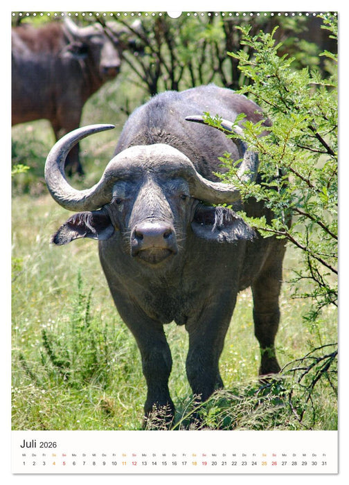 FAZINATION AFRIKA TIER PORTRAITS (CALVENDO Premium Wandkalender 2026)