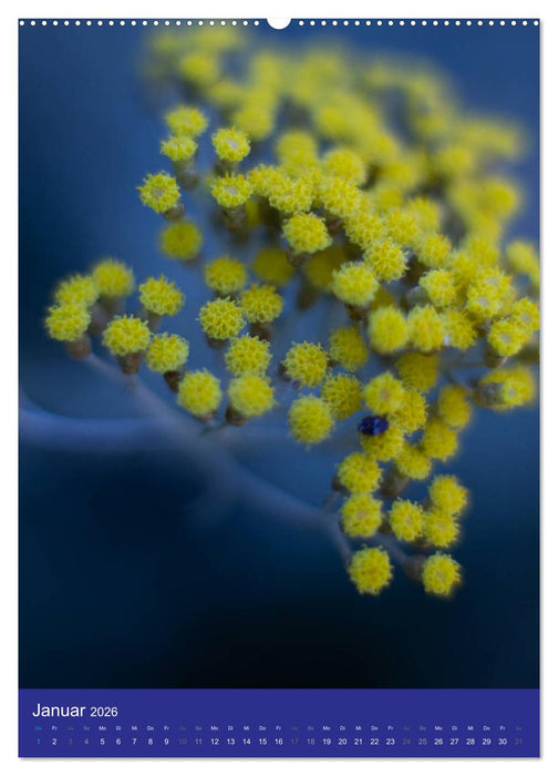 Makro World (CALVENDO Premium Wandkalender 2026)