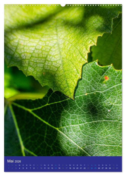 Makro World (CALVENDO Premium Wandkalender 2026)