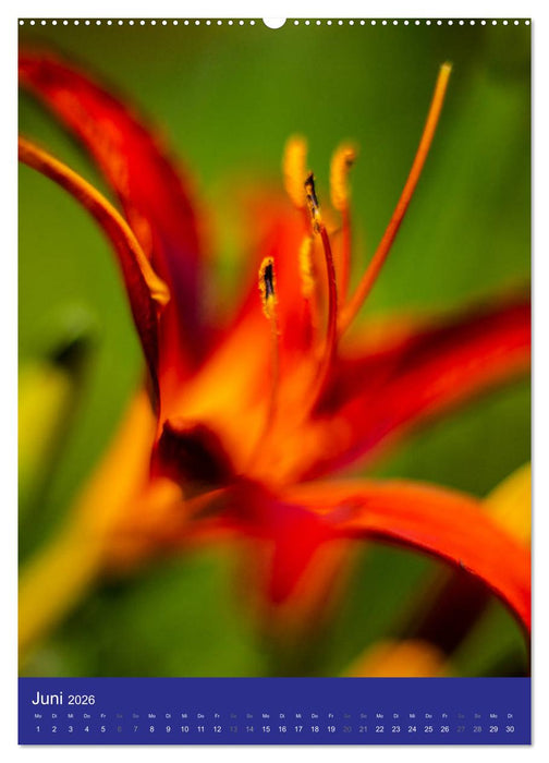 Makro World (CALVENDO Premium Wandkalender 2026)