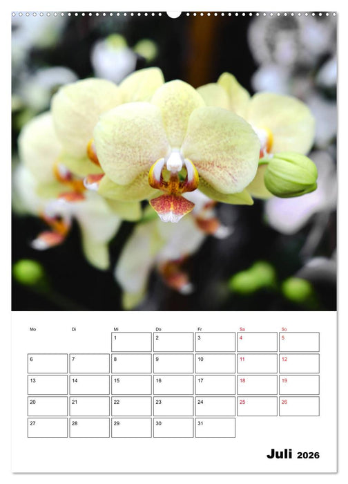 Orchideen - Tropische Schönheiten (CALVENDO Premium Wandkalender 2026)