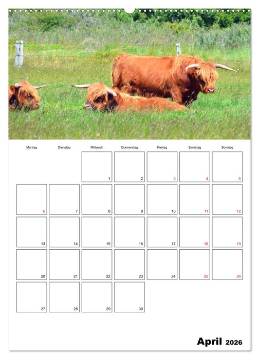Langeoog - eine Trauminsel (CALVENDO Premium Wandkalender 2026)