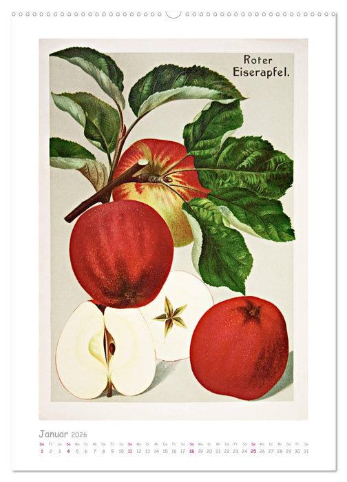 Äpfel/Appels. Alte ostfriesische Sorten (CALVENDO Wandkalender 2026)