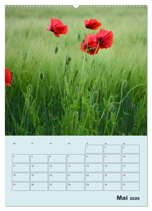 Moin Heiligenhafen (CALVENDO Wandkalender 2026)