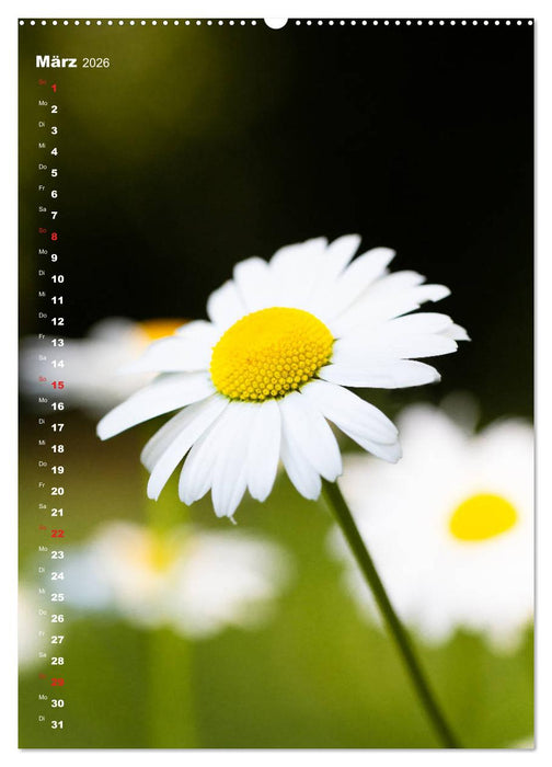 Colors of Nature (CALVENDO Wandkalender 2026)