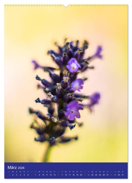 Makro World (CALVENDO Wandkalender 2026)