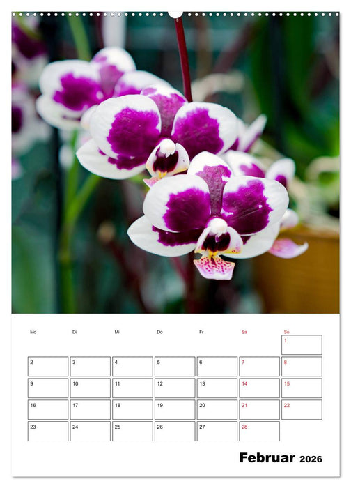 Orchideen - Tropische Schönheiten (CALVENDO Wandkalender 2026)