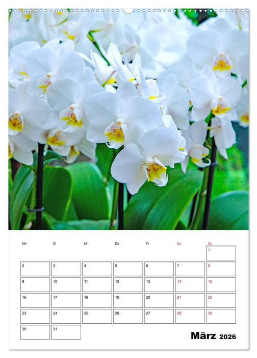 Orchideen - Tropische Schönheiten (CALVENDO Wandkalender 2026)