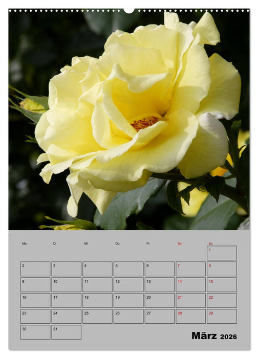 Rosen - Symbol der Liebe und Verehrung (CALVENDO Premium Wandkalender 2026)