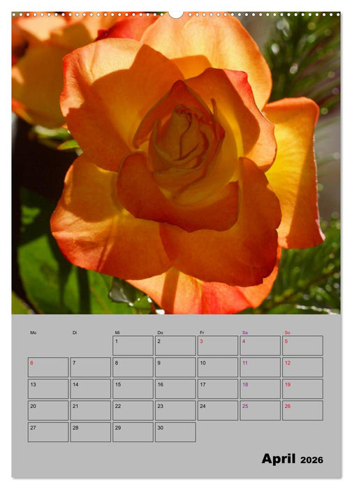 Rosen - Symbol der Liebe und Verehrung (CALVENDO Premium Wandkalender 2026)