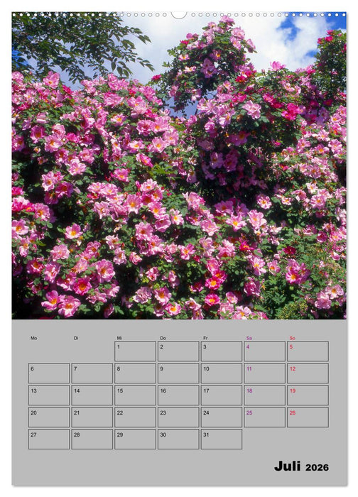Rosen - Symbol der Liebe und Verehrung (CALVENDO Premium Wandkalender 2026)