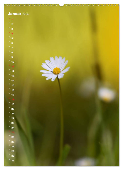 Colors of Nature (CALVENDO Premium Wandkalender 2026)