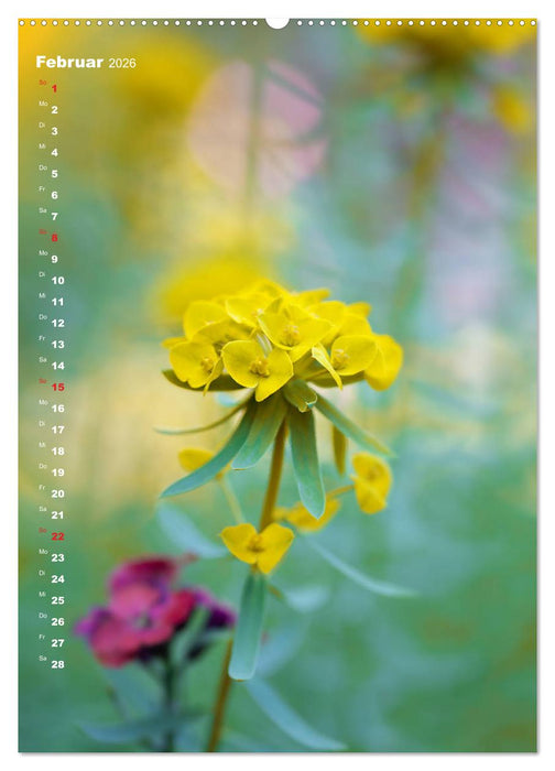Colors of Nature (CALVENDO Premium Wandkalender 2026)