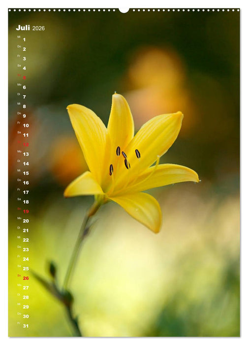 Colors of Nature (CALVENDO Premium Wandkalender 2026)