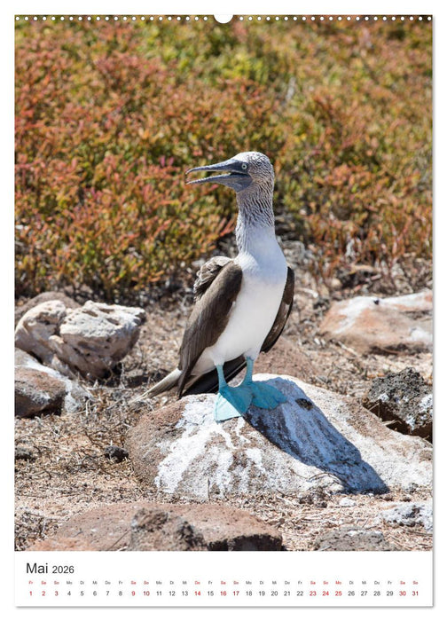 Galapagos - Atemberaubende Tierwelt (CALVENDO Premium Wandkalender 2026)