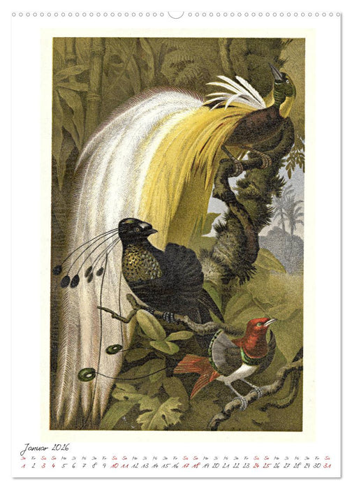 Formenspiele der Evolution. Chromolithographien des 19. Jahrhunderts (CALVENDO Premium Wandkalender 2026)