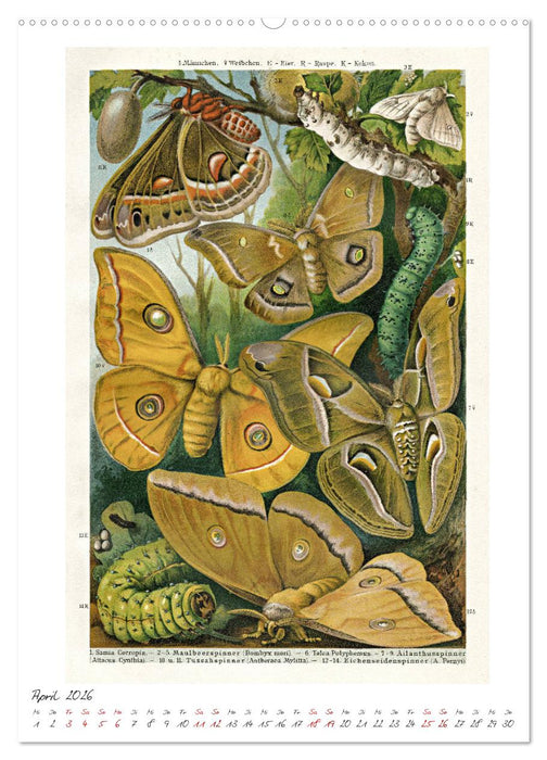 Formenspiele der Evolution. Chromolithographien des 19. Jahrhunderts (CALVENDO Premium Wandkalender 2026)