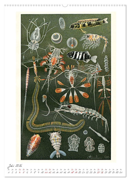 Formenspiele der Evolution. Chromolithographien des 19. Jahrhunderts (CALVENDO Premium Wandkalender 2026)