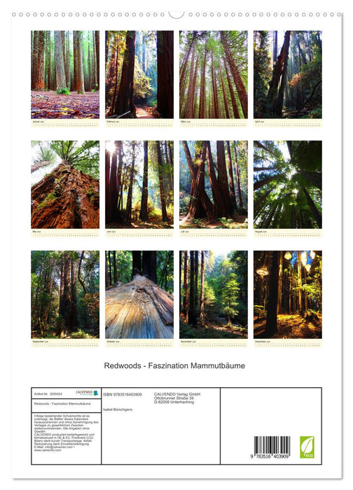 Redwoods - Faszination Mammutbäume (CALVENDO Premium Wandkalender 2026)