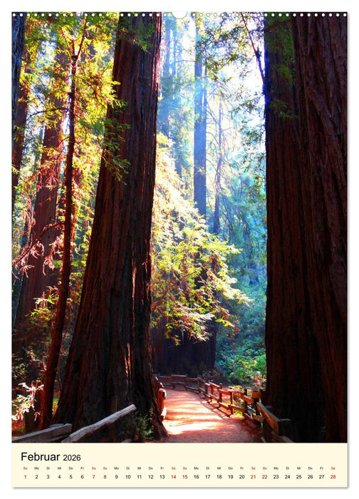Redwoods - Faszination Mammutbäume (CALVENDO Premium Wandkalender 2026)