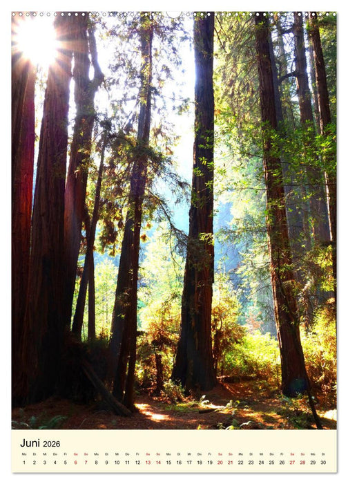Redwoods - Faszination Mammutbäume (CALVENDO Premium Wandkalender 2026)