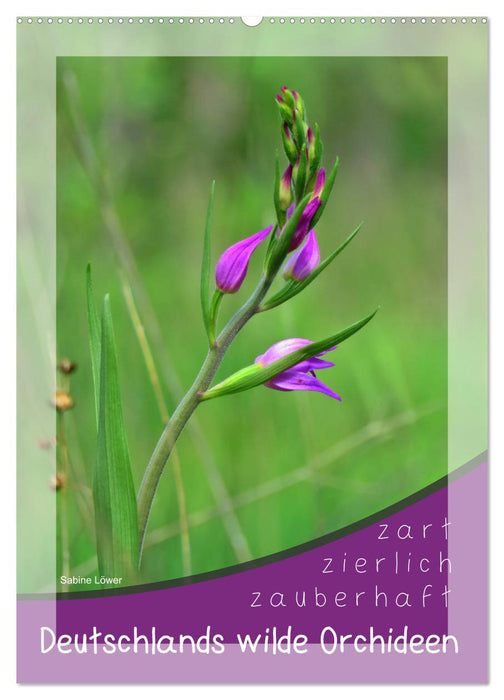 Deutschlands wilde Orchideen (CALVENDO Wandkalender 2026)