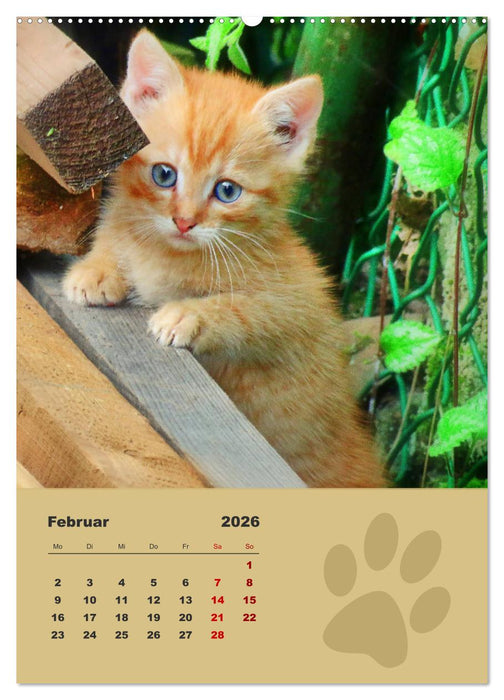 Wilde Tätzchen, kleine wilde Katzen entdecken die Welt (CALVENDO Premium Wandkalender 2026)